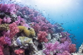   Beauty South Andaman  